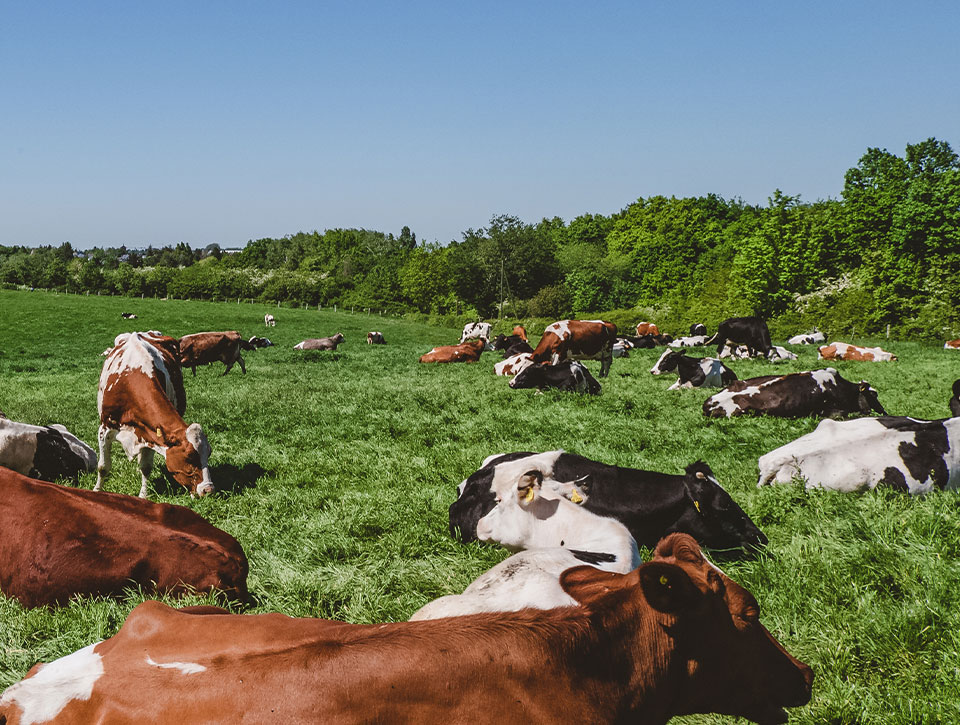 Alimentation animale