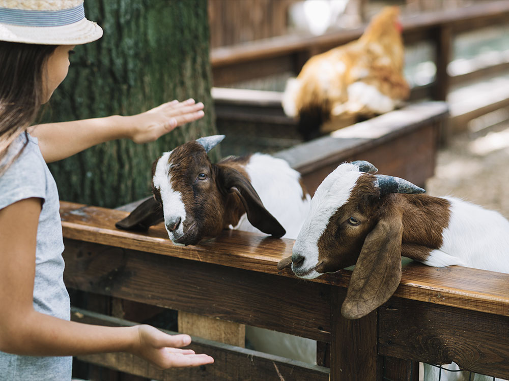 Animaux de la basse-cour