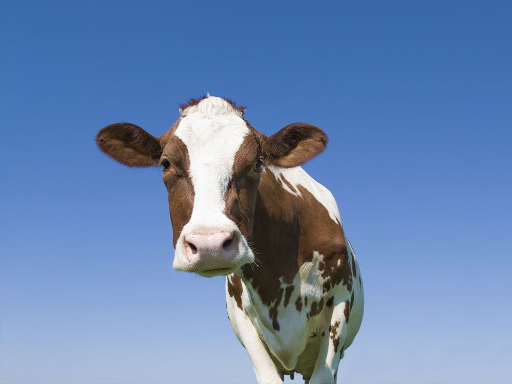 spécialisés pour les exploitations laitières