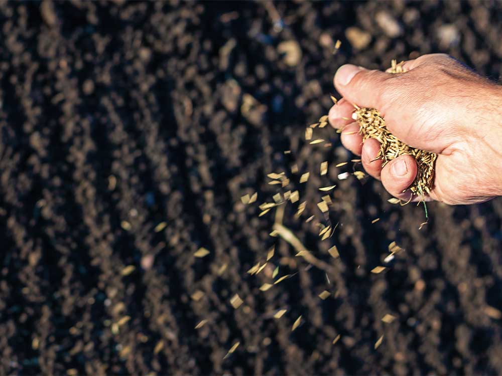 semences de qualité