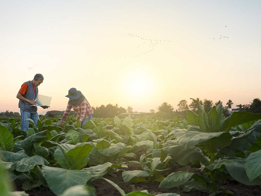La santé de ses cultures